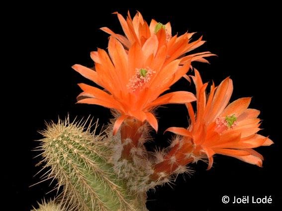 Echinocereus salm-dyckianus non scheeri koehresianus Lau1143 JLcoll.1263